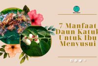 Manfaat Daun Katuk Untuk Ibu Menyusu