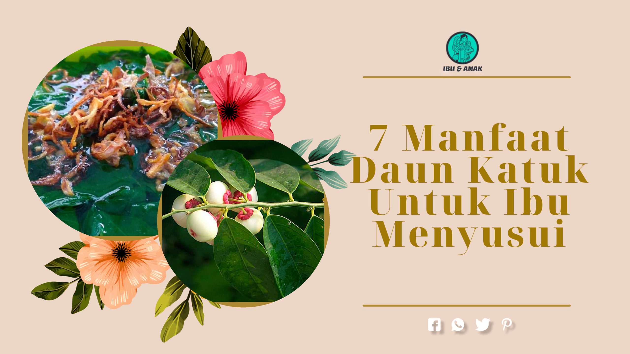 Manfaat Daun Katuk Untuk Ibu Menyusu